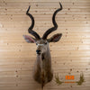 African kudu taxidermy shoulder mount for sale