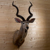 African Greater Kudu Taxidermy Mount DP4003