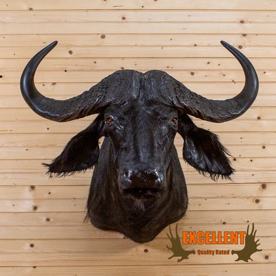 African Cape buffalo taxidermy shoulder mount for sale