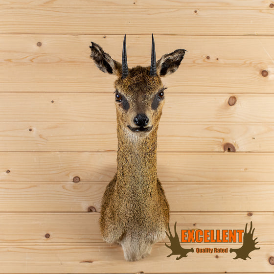African klipspringer antelope taxidermy shoulder mount for sale