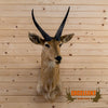 African common reedbuck taxidermy shoulder mount for sale