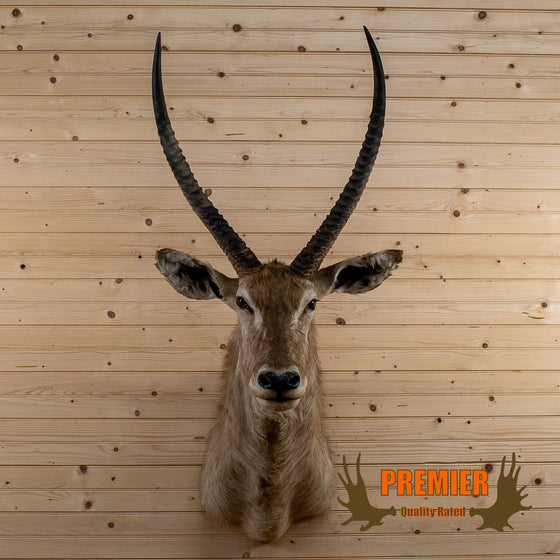 African waterbuck taxidermy shoulder mount for sale