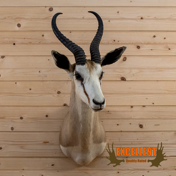 African common springbok taxidermy shoulder mount for sale