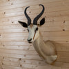 Excellent African Common Springbok Taxidermy Mount DP4008