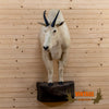 vintage mountain goat half body taxidermy mount for sale