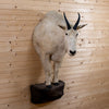 Vintage Half-body Mountain Goat Taxidermy Mount DP4009