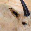 Vintage Half-body Mountain Goat Taxidermy Mount DP4009