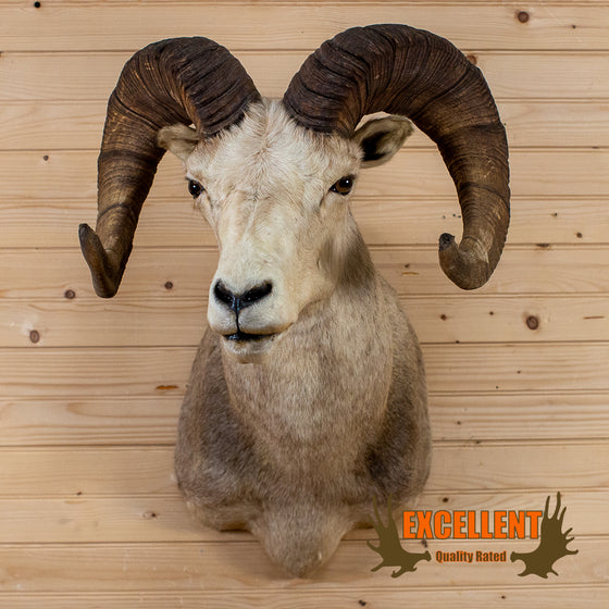 stone sheep taxidermy shoulder mount for sale