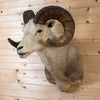 Excellent Stone Sheep Taxidermy Shoulder Mount DP4010