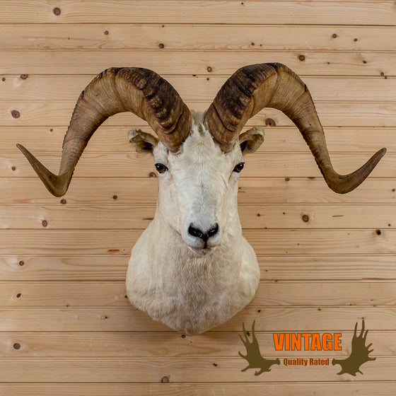 Alaskan dall sheep taxidermy shoulder mount for sale