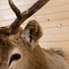 Nice 5X5 Rocky Mountain Elk Taxidermy Shoulder Mount DP4012