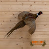 ringneck pheasant taxidermy flying mount for sale