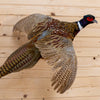 Excellent Flying Ringneck Pheasant Taxidermy Mount DP4013