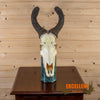 African hartebeest antelope skull European pedestal mount for sale