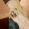 Excellent African Red Hartebeest European Skull Pedestal Mount DP4015