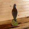 Excellent Chukar Perched Taxidermy Mount DP4018