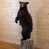Excellent Standing Full Body Lifesize Black Bear Taxidermy Mount GB4153