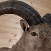 Excellent Aoudad Barbary Sheep Taxidermy Half-Body Mount GB4156