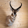 Excellent Pronghorn Antelope Taxidermy Shoulder Mount GB4157