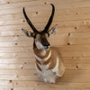 Excellent Pronghorn Antelope Taxidermy Shoulder Mount GB4158
