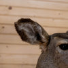 Excellent Mule Deer Doe Taxidermy Shoulder Mount GB4160