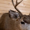 Excellent Mule Deer Buck Taxidermy Shoulder Mount GB4161
