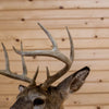 Excellent Eight-Point Whitetail Buck Taxidermy Mount GB4162