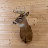 Excellent Eight-Point Whitetail Buck Taxidermy Mount GB4162