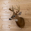 Excellent, Unique Eight-Point Whitetail Buck Taxidermy Mount GB4163
