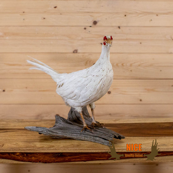 white pheasant full body taxidermy mount for sale