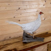 Nice White Speckled Pheasant Taxidermy Mount GB4165
