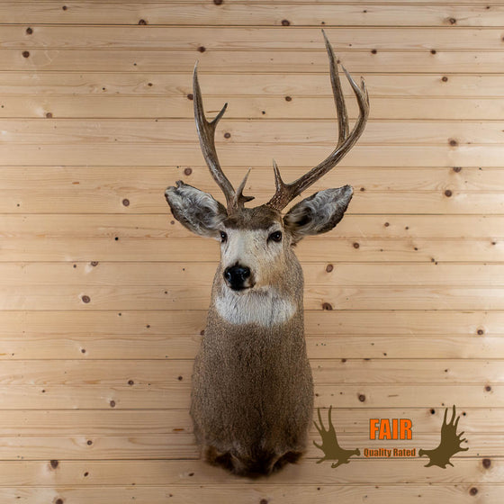 mule deer taxidermy shoulder mount for sale