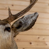 Mule Deer Buck Deer Taxidermy Shoulder Mount GB4168