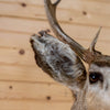 Mule Deer Buck Deer Taxidermy Shoulder Mount GB4168