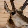 Nice Pronghorn Antelope Taxidermy Shoulder Mount GB4170