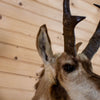 Nice Pronghorn Antelope Taxidermy Shoulder Mount GB4170