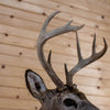 Nice Eight-Point Whitetail Buck Taxidermy Mount GB4171
