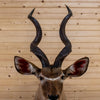 African Greater Kudu Taxidermy Mount GB4172