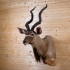African Greater Kudu Taxidermy Mount GB4172