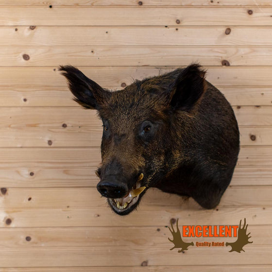 boar wild hog taxidermy shoulder mount for sale