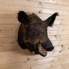 Excellent Wild Boar Hog Taxidermy Shoulder Mount GB4173
