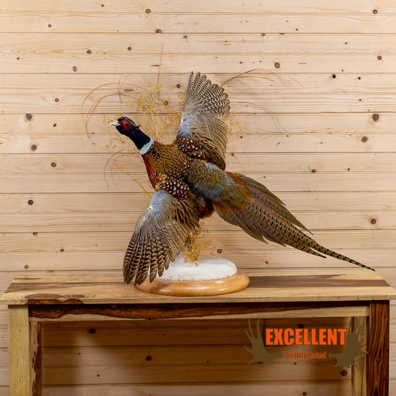ringneck pheasant in flight taxidermy mount for sale