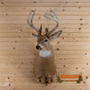 whitetail taxidermy shoulder mount for sal;e