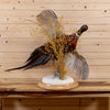 Excellent Ringneck Pheasant in Flight Taxidermy Mount GB4174