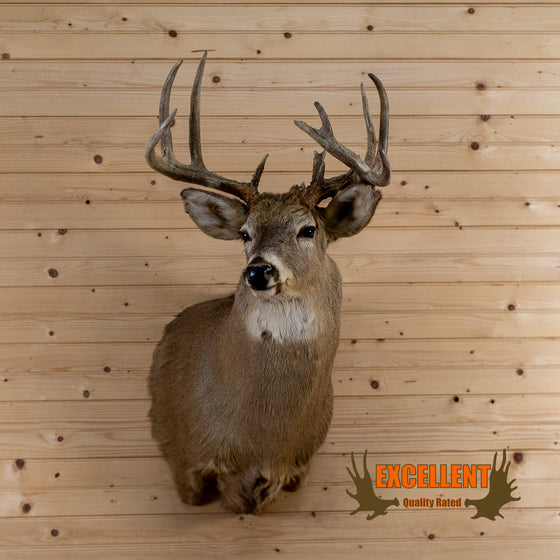 whitetail taxidermy shoulder mount for sale