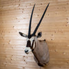 Nice African Gemsbok Taxidermy Shoulder Mount GB4181