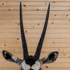 Nice African Gemsbok Taxidermy Shoulder Mount GB4181