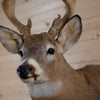 Excellent, Unique 5X6 Whitetail Buck Taxidermy Mount GB4182