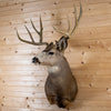 Excellent 5X4 Mule Deer Buck Taxidermy Mount GB4183
