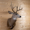 Excellent 10-point Mule Deer Buck Taxidermy Mount GB4184